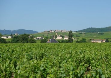 Chablis : notre guide du grand vin blanc de Bourgogne