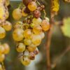 Sauternes : notre guide du grand vin blanc liquoreux de Bordeaux