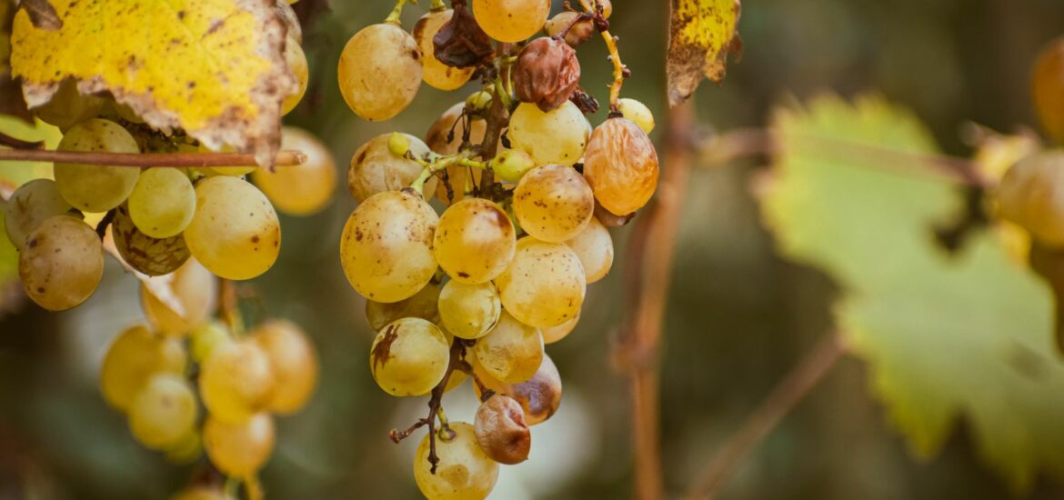 Sauternes : notre guide du grand vin blanc liquoreux de Bordeaux