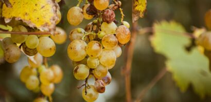 Sauternes : notre guide du grand vin blanc liquoreux de Bordeaux
